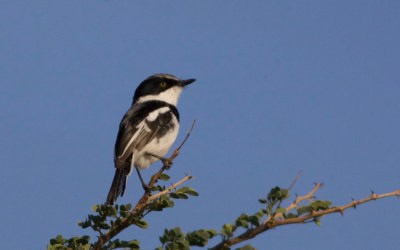 Pririt Batis
