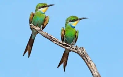 Swallow-tailed Bee-eater